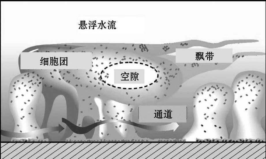 第一節(jié) 供水管網(wǎng)生物膜研究概述